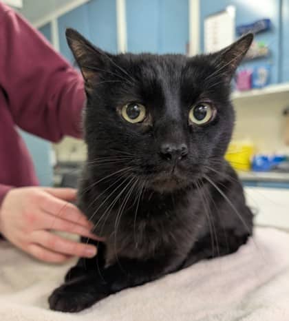 Waffles - Domestic Shorthair/Mix available for adoption