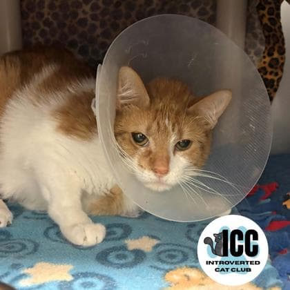 Monstera - Domestic Shorthair/Mix cat available for adoption at Kingston Humane Society in Kingston