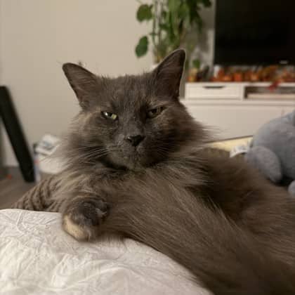 Ziggy - Domestic Longhair/Mix cat available for adoption at Kingston Humane Society in Kingston