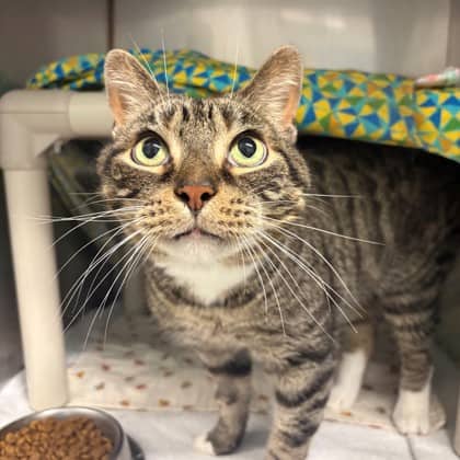 Kilo - Domestic Shorthair/Mix cat available for adoption in Ontario