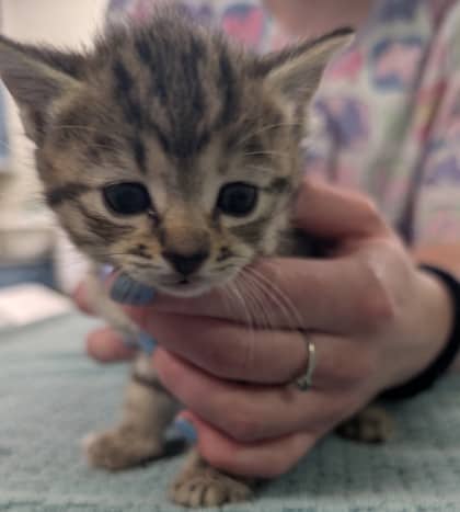Gwen - Domestic Shorthair/Mix cat available for adoption in Ontario