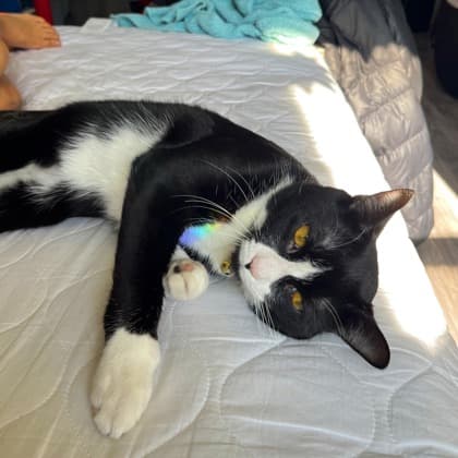 DJ - Domestic Shorthair/Mix available for adoption
