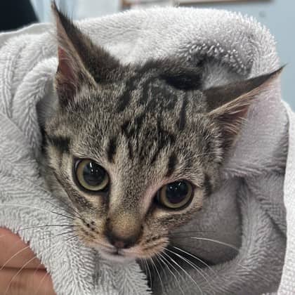 Earl Grey - Domestic Shorthair/Mix cat available for adoption at Kingston Humane Society in Kingston