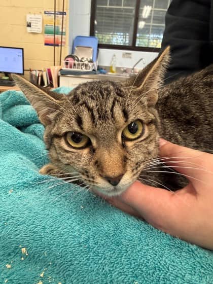 Pisces - Domestic Shorthair/Mix cat available for adoption at Kingston Humane Society in Kingston