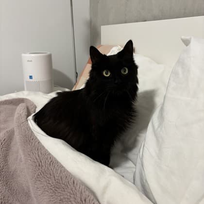 Constantin - Domestic Medium Hair/Mix available for adoption