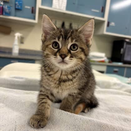 Willow - Domestic Shorthair/Mix available for adoption