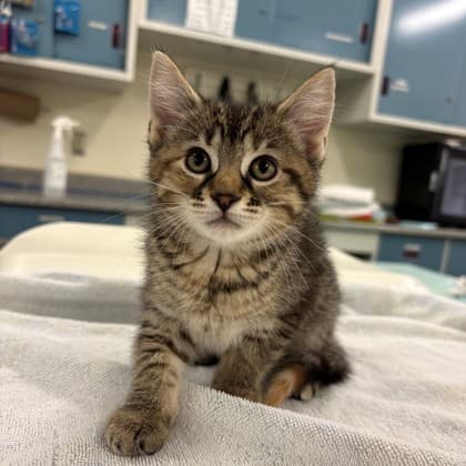 Willow - Domestic Shorthair/Mix cat available for adoption at Kingston Humane Society in Kingston