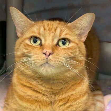Oliver - Domestic Shorthair/Mix available for adoption