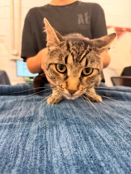 Blaine - Domestic Shorthair/Mix available for adoption