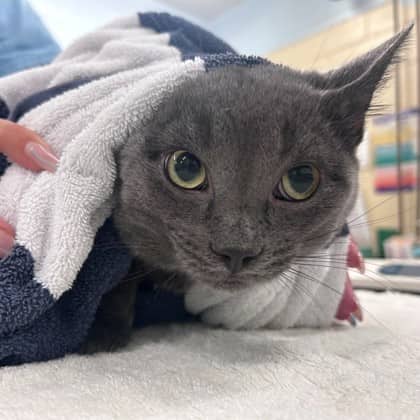 Ross - Domestic Shorthair/Mix cat available for adoption at Kingston Humane Society in Kingston