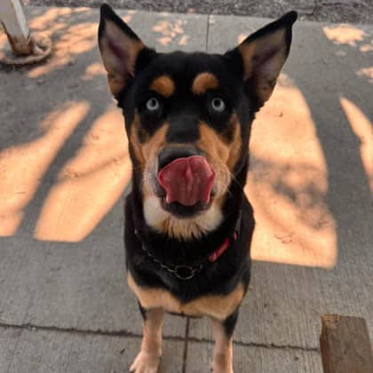 Cheryl - Rottweiler/Mix available for adoption