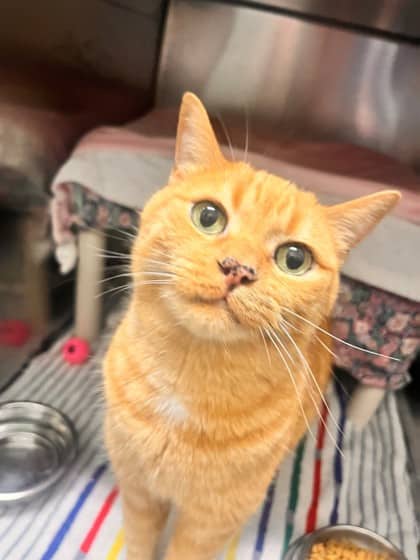 Amaretto - Domestic Shorthair/Mix cat available for adoption in Calgary