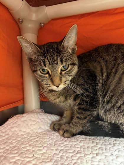 Reina - Domestic Shorthair/Mix available for adoption