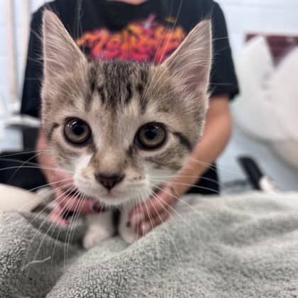 Rideau - Domestic Shorthair/Mix available for adoption