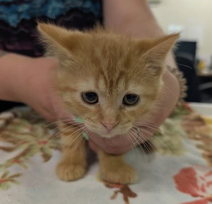 Louie - Domestic Shorthair/Mix available for adoption