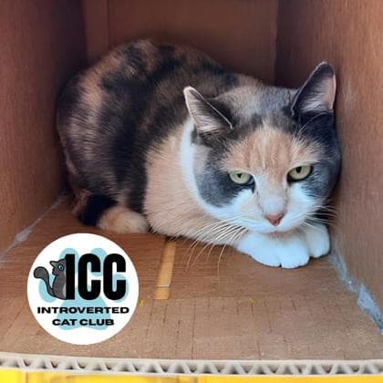 Platine - Domestic Shorthair/Mix cat available for adoption at Kingston Humane Society in Kingston