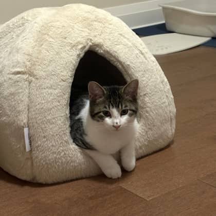 Philip - Domestic Shorthair/Mix cat available for adoption at Kingston Humane Society in Kingston