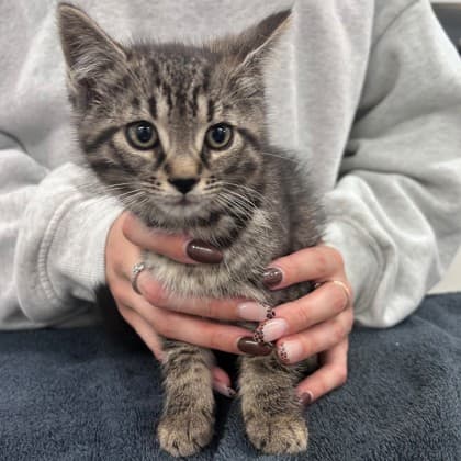 Millie - Domestic Shorthair/Mix cat available for adoption at Kingston Humane Society in Kingston