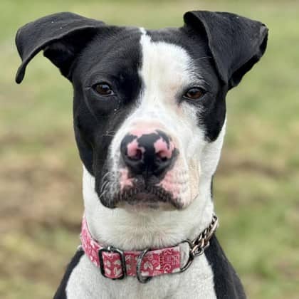 Gilmore - Boxer/Mix available for adoption