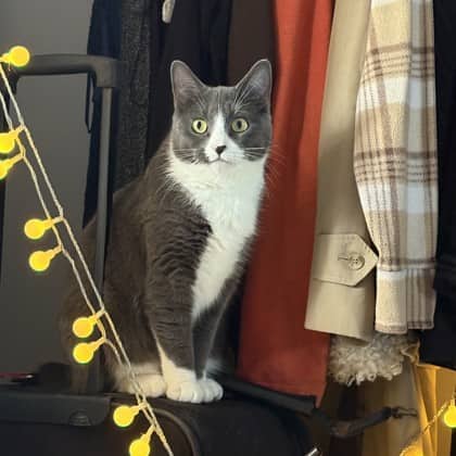 Iris - Domestic Shorthair/Mix available for adoption