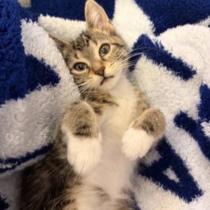 Coco - Domestic Shorthair/Mix available for adoption