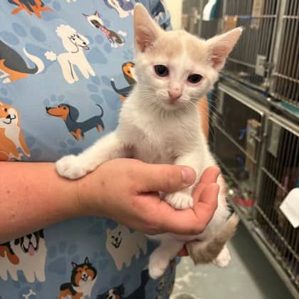 Ronnie - Domestic Shorthair/Mix available for adoption