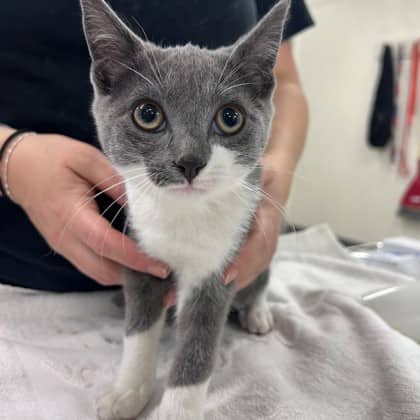 Maple - Domestic Shorthair/Mix available for adoption