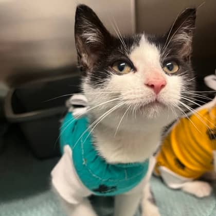 Turf - Domestic Shorthair/Mix cat available for adoption at Kingston Humane Society in Kingston