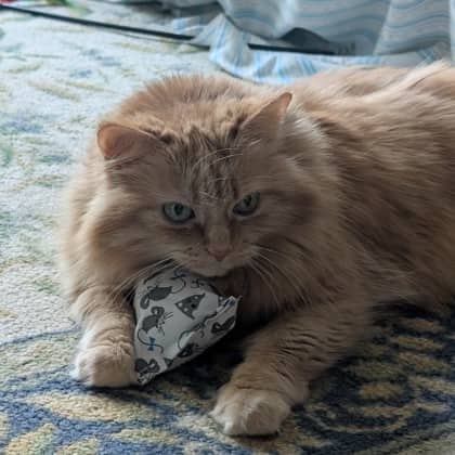 Ginger - Domestic Shorthair/Mix available for adoption