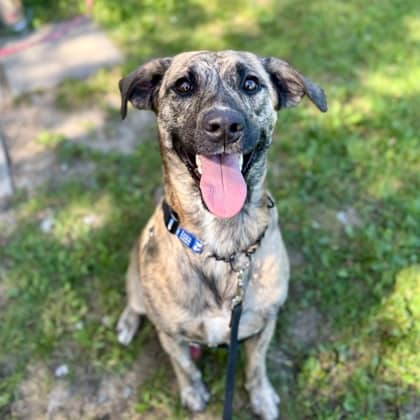 Tony - Hound/Mix available for adoption in Calgary