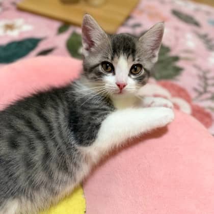 Cartier - Domestic Shorthair/Mix cat available for adoption at Kingston Humane Society in Kingston