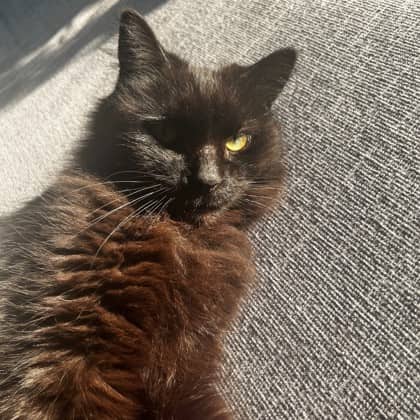 Luna - Domestic Longhair/Mix available for adoption