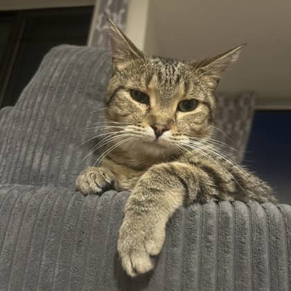Sweetie - Domestic Shorthair/Mix cat available for adoption at Kingston Humane Society in Kingston