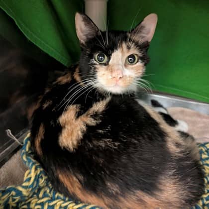 Bethany - Domestic Shorthair/Mix cat available for adoption at Kingston Humane Society in Kingston