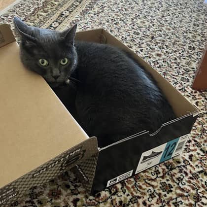 Roberta - Domestic Shorthair/Mix cat available for adoption at Kingston Humane Society in Kingston