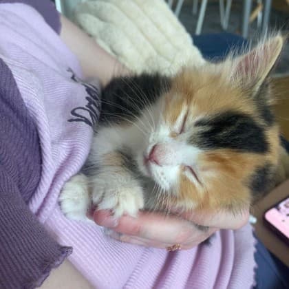 Roo - Domestic Shorthair/Mix available for adoption