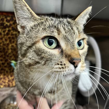 Fran - Domestic Shorthair/Mix cat available for adoption at Kingston Humane Society in Kingston