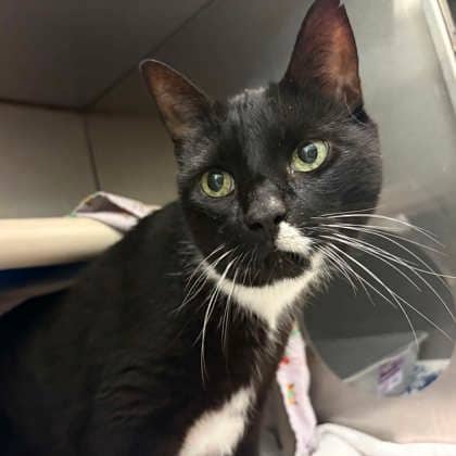 Sox - Domestic Shorthair/Mix cat available for adoption at Kingston Humane Society in Kingston