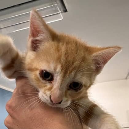 Ellie - Domestic Shorthair/Mix cat available for adoption at Kingston Humane Society in Kingston