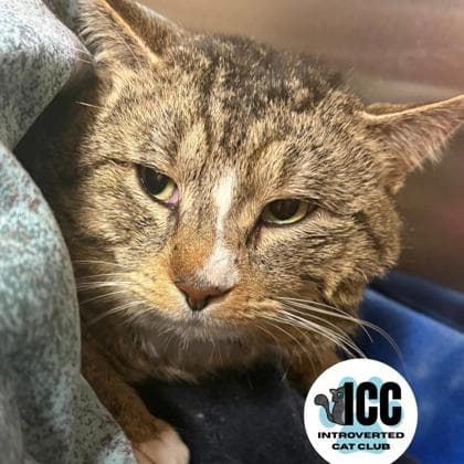 Mingus - Domestic Shorthair/Mix cat available for adoption at Kingston Humane Society in Kingston
