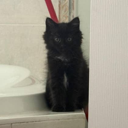 Moosehead - Domestic Medium Hair/Mix available for adoption