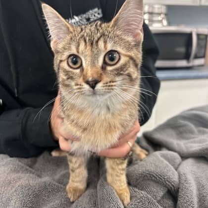 Moscato - Domestic Shorthair/Mix cat available for adoption at Kingston Humane Society in Kingston
