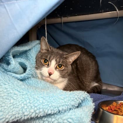 Fish - Domestic Shorthair/Mix cat available for adoption at Kingston Humane Society in Kingston