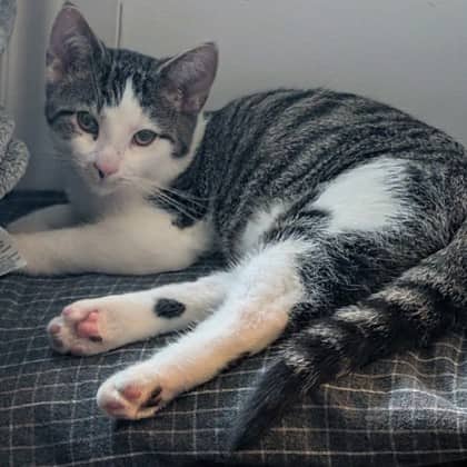 Martin - Domestic Shorthair/Mix cat available for adoption in Ontario