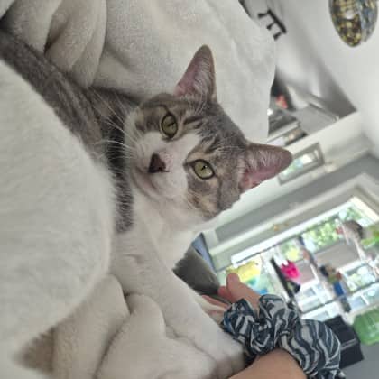 Toph - Domestic Shorthair/Mix cat available for adoption in Ontario