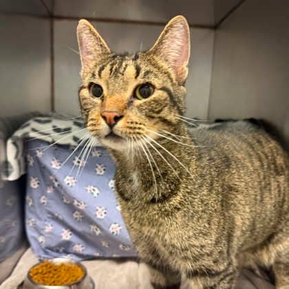 Plucky - Domestic Shorthair/Mix available for adoption