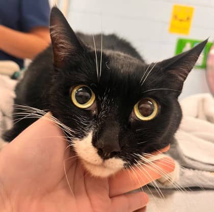 Nero - Domestic Shorthair/Mix available for adoption