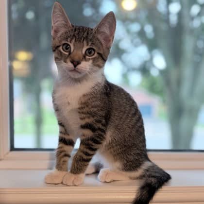 Abu - Domestic Shorthair/Mix available for adoption