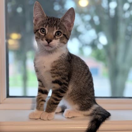 Abu - Domestic Shorthair/Mix cat available for adoption at Kingston Humane Society in Kingston