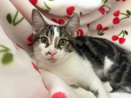 Otis - Domestic Shorthair/Mix available for adoption